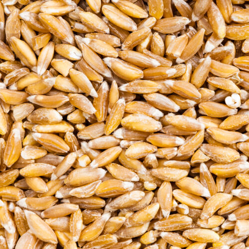 Farro: Conventional & Organic